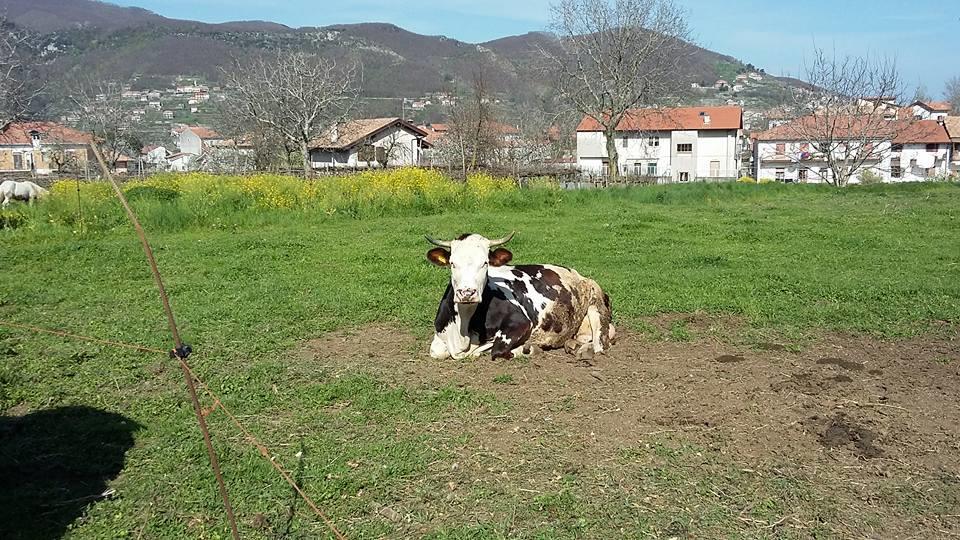 Agriturismo Sentiero Dei Sapori Guest House Agerola Ngoại thất bức ảnh