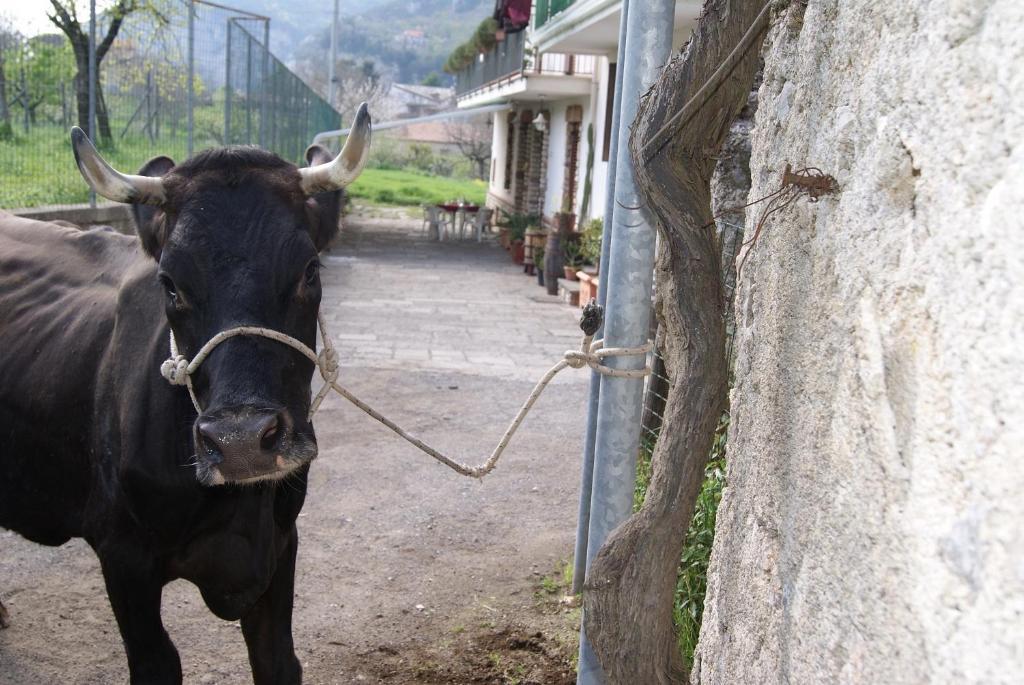 Agriturismo Sentiero Dei Sapori Guest House Agerola Ngoại thất bức ảnh